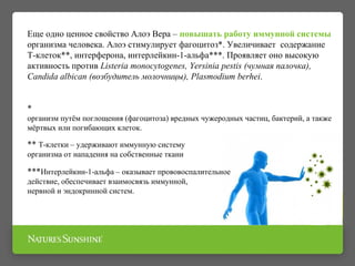 Еще одно ценное свойство Алоэ Вера – повышать работу иммунной системы
организма человека. Алоэ стимулирует фагоцитоз*. Увеличивает содержание
Т-клеток**, интерферона, интерлейкин-1-альфа***. Проявляет оно высокую
активность против Listeria monocytogenes, Yersinia pestis (чумная палочка),
Candida albican (возбудитель молочницы), Plasmodium berhei.
*
организм путём поглощения (фагоцитоза) вредных чужеродных частиц, бактерий, а также
мёртвых или погибающих клеток.
** Т-клетки – удерживают иммунную систему
организма от нападения на собственные ткани
***Интерлейкин-1-альфа – оказывает прововоспалительное
действие, обеспечивает взаимосвязь иммунной,
нервной и эндокринной систем.
 
