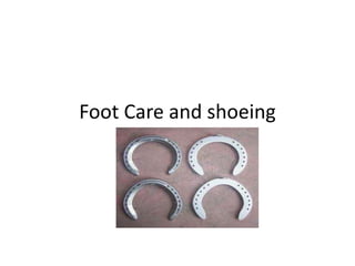 Foot Care and shoeing
 