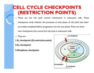 4192_Cyclins CDKs, cell cycle regulation and checkpoints.pdf