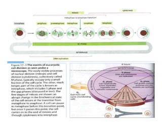 4192_Cyclins CDKs, cell cycle regulation and checkpoints.pdf