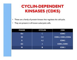 4192_Cyclins CDKs, cell cycle regulation and checkpoints.pdf