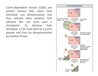 4192_Cyclins CDKs, cell cycle regulation and checkpoints.pdf