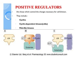 4192_Cyclins CDKs, cell cycle regulation and checkpoints.pdf
