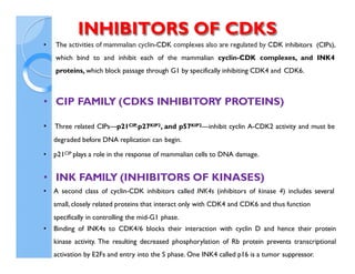4192_Cyclins CDKs, cell cycle regulation and checkpoints.pdf