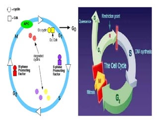 4192_Cyclins CDKs, cell cycle regulation and checkpoints.pdf