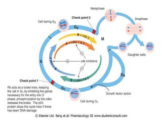 4192_Cyclins CDKs, cell cycle regulation and checkpoints.pdf