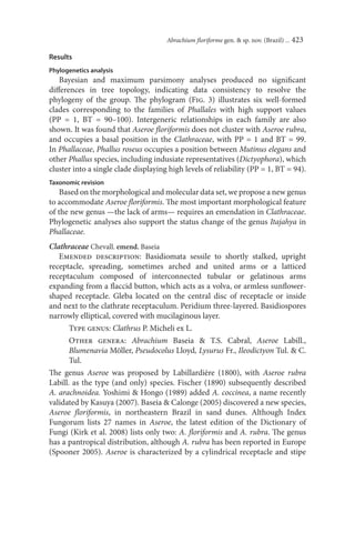Abrachium ﬂoriforme gen. & sp. nov. (Brazil) ... 423

Results
Phylogenetics analysis
   Bayesian and maximum parsimony analyses produced no signiﬁcant
diﬀerences in tree topology, indicating data consistency to resolve the
phylogeny of the group. The phylogram (Fig. 3) illustrates six well-formed
clades corresponding to the families of Phallales with high support values
(PP = 1, BT = 90–100). Intergeneric relationships in each family are also
shown. It was found that Aseroe ﬂoriformis does not cluster with Aseroe rubra,
and occupies a basal position in the Clathraceae, with PP = 1 and BT = 99.
In Phallaceae, Phallus roseus occupies a position between Mutinus elegans and
other Phallus species, including indusiate representatives (Dictyophora), which
cluster into a single clade displaying high levels of reliability (PP = 1, BT = 94).
Taxonomic revision
    Based on the morphological and molecular data set, we propose a new genus
to accommodate Aseroe ﬂoriformis. The most important morphological feature
of the new genus —the lack of arms— requires an emendation in Clathraceae.
Phylogenetic analyses also support the status change of the genus Itajahya in
Phallaceae.
Clathraceae Chevall. emend. Baseia
   Emended description: Basidiomata sessile to shortly stalked, upright
receptacle, spreading, sometimes arched and united arms or a latticed
receptaculum composed of interconnected tubular or gelatinous arms
expanding from a ﬂaccid button, which acts as a volva, or armless sunﬂower-
shaped receptacle. Gleba located on the central disc of receptacle or inside
and next to the clathrate receptaculum. Peridium three-layered. Basidiospores
narrowly elliptical, covered with mucilaginous layer.
       Type genus: Clathrus P. Micheli ex L.
       Other genera: Abrachium Baseia & T.S. Cabral, Aseroe Labill.,
       Blumenavia Möller, Pseudocolus Lloyd, Lysurus Fr., Ileodictyon Tul. & C.
       Tul.
The genus Aseroe was proposed by Labillardière (1800), with Aseroe rubra
Labill. as the type (and only) species. Fischer (1890) subsequently described
A. arachnoidea. Yoshimi & Hongo (1989) added A. coccinea, a name recently
validated by Kasuya (2007). Baseia & Calonge (2005) discovered a new species,
Aseroe ﬂoriformis, in northeastern Brazil in sand dunes. Although Index
Fungorum lists 27 names in Aseroe, the latest edition of the Dictionary of
Fungi (Kirk et al. 2008) lists only two: A. ﬂoriformis and A. rubra. The genus
has a pantropical distribution, although A. rubra has been reported in Europe
(Spooner 2005). Aseroe is characterized by a cylindrical receptacle and stipe
 