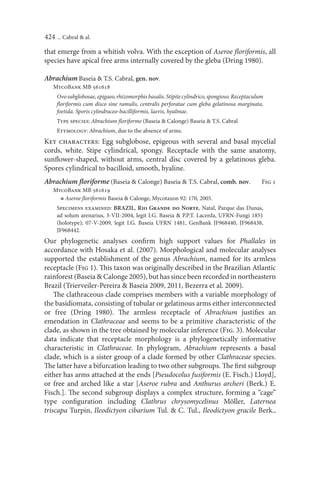 424 ... Cabral & al.
that emerge from a whitish volva. With the exception of Aseroe ﬂoriformis, all
species have apical free arms internally covered by the gleba (Dring 1980).

Abrachium Baseia & T.S. Cabral, gen. nov.
   MycoBank MB 561618
     Ovo subglobosae, epigaeo, rhizomorphis basalis. Stipite cylindrico, spongioso. Receptaculum
     ﬂoriformis cum disco sine ramulis, centralis perforatae cum gleba gelatinosa marginata,
     foetida. Sporis cylindraceo-bacilliformis, laevis, hyalinae.
     Type species: Abrachium ﬂoriforme (Baseia & Calonge) Baseia & T.S. Cabral
     Etymology: Abrachium, due to the absence of arms.
Key characters: Egg subglobose, epigeous with several and basal mycelial
cords, white. Stipe cylindrical, spongy. Receptacle with the same anatomy,
sunﬂower-shaped, without arms, central disc covered by a gelatinous gleba.
Spores cylindrical to bacilloid, smooth, hyaline.
Abrachium ﬂoriforme (Baseia & Calonge) Baseia & T.S. Cabral, comb. nov.                        Fig 1
   MycoBank MB 561619
     ≡ Aseroe ﬂoriformis Baseia & Calonge, Mycotaxon 92: 170, 2005.
     Specimens examined: BRAZIL, Rio Grande do Norte, Natal, Parque das Dunas,
     ad solum arenarius, 3-VII-2004, legit I.G. Baseia & P.P.T. Lacerda, UFRN-Fungi 1851
     (holotype); 07-V-2009, legit I.G. Baseia UFRN 1481, GenBank JF968440, JF968438,
     JF968442.
Our phylogenetic analyses conﬁrm high support values for Phallales in
accordance with Hosaka et al. (2007). Morphological and molecular analyses
supported the establishment of the genus Abrachium, named for its armless
receptacle (Fig 1). This taxon was originally described in the Brazilian Atlantic
rainforest (Baseia & Calonge 2005), but has since been recorded in northeastern
Brazil (Trierveiler-Pereira & Baseia 2009, 2011, Bezerra et al. 2009).
    The clathraceous clade comprises members with a variable morphology of
the basidiomata, consisting of tubular or gelatinous arms either interconnected
or free (Dring 1980). The armless receptacle of Abrachium justiﬁes an
emendation in Clathraceae and seems to be a primitive characteristic of the
clade, as shown in the tree obtained by molecular inference (Fig. 3). Molecular
data indicate that receptacle morphology is a phylogenetically informative
characteristic in Clathraceae. In phylogram, Abrachium represents a basal
clade, which is a sister group of a clade formed by other Clathraceae species.
The latter have a bifurcation leading to two other subgroups. The ﬁrst subgroup
either has arms attached at the ends [Pseudocolus fusiformis (E. Fisch.) Lloyd],
or free and arched like a star [Aseroe rubra and Anthurus archeri (Berk.) E.
Fisch.]. The second subgroup displays a complex structure, forming a “cage”
type conﬁguration including Clathrus chrysomycelinus Möller, Laternea
triscapa Turpin, Ileodictyon cibarium Tul. & C. Tul., Ileodictyon gracile Berk.,
 