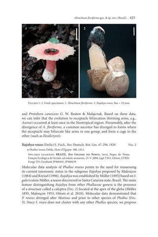 Abrachium ﬂoriforme gen. & sp. nov. (Brazil) ... 425




    Figures 1–2. Fresh specimens: 1. Abrachium ﬂoriforme. 2. Itajahya rosea. Bar = 10 mm.


and Protubera canescens G. W. Beaton & Malajczuk. Based on these data,
we can infer that the evolution to receptacle bifurcation (forming arms, e.g.,
Aseroe) occurred at least once in the Neotropical region. Presumably, after the
divergence of A. ﬂoriforme, a common ancestor has diverged to forms where
the receptacle may bifurcate like arms in one group, and form a cage in the
other (such as Ileodictyon).

Itajahya rosea (Delile) E. Fisch., Ber. Deutsch. Bot. Ges. 47: 294, 1929.                  Fig. 2
    ≡ Phallus roseus Delile, Flore d’Égypte: 300, 1813.
    Specimen examined: BRAZIL, Rio Grande do Norte, Serra Negra do Norte,
    Estação Ecológica do Seridó, ad solum arenarius, 23-V-2008, legit T.B.S. Ottoni, UFRN-
    Fungi 535; GenBank JF968441, JF968439.
Molecular data analysis of Phallus roseus points to the need for reassessing
its current taxonomic status in the subgenus Itajahya proposed by Malençon
(1984) and Kreisel (1996). Itajahya was established by Möller (1895) based on I.
galericulata Möller, a taxon discovered in Santa Catarina state, Brazil. The main
feature distinguishing Itajahya from other Phallaceae genera is the presence
of a structure called a calyptra (Fig. 2) located at the apex of the gleba (Möller
1895, Malençon 1953, Ottoni et al. 2010). Molecular data demonstrated that
P. roseus diverged after Mutinus and prior to other species of Phallus (Fig.
3). Since I. rosea does not cluster with any other Phallus species, we propose
 