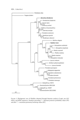 426 ... Cabral & al.




Figure 3. Phylogenetic tree of Phallales obtained through Bayesian analysis of atp6, nuc-LSU
rRNA, and RPB2 sequences. Numbers preceding ‘/’ = Bayesian posterior probability values (PP)
and after ‘/’ = maximum parsimony bootstrap values (BT).
 