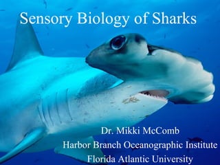 Sensory Biology of Sharks
Dr. Mikki McComb
Harbor Branch Oceanographic Institute
Florida Atlantic University
 
