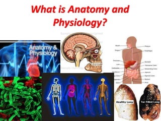 What is Anatomy and
Physiology?
 