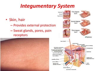 Integumentary System
• Skin, hair
– Provides external protection
– Sweat glands, pores, pain
receptors
 