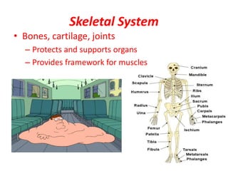 Skeletal System
• Bones, cartilage, joints
– Protects and supports organs
– Provides framework for muscles
 