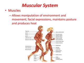 Muscular System
• Muscles
– Allows manipulation of environment and
movement; facial expressions, maintains posture
and produces heat
 