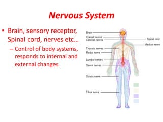 Nervous System
• Brain, sensory receptor,
Spinal cord, nerves etc…
– Control of body systems,
responds to internal and
external changes
 