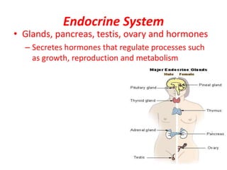 Endocrine System
• Glands, pancreas, testis, ovary and hormones
– Secretes hormones that regulate processes such
as growth, reproduction and metabolism
 