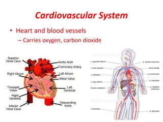 Cardiovascular System
• Heart and blood vessels
– Carries oxygen, carbon dioxide
 