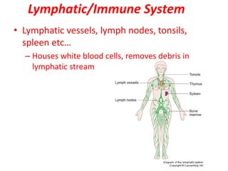 Lymphatic/Immune System
• Lymphatic vessels, lymph nodes, tonsils,
spleen etc…
– Houses white blood cells, removes debris in
lymphatic stream
 