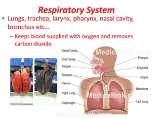 Respiratory System
• Lungs, trachea, larynx, pharynx, nasal cavity,
bronchus etc…
– Keeps blood supplied with oxygen and removes
carbon dioxide
 