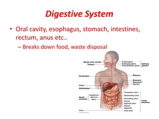 Digestive System
• Oral cavity, esophagus, stomach, intestines,
rectum, anus etc..
– Breaks down food, waste disposal
 