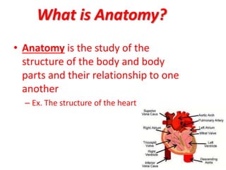 What is Anatomy?
• Anatomy is the study of the
structure of the body and body
parts and their relationship to one
another
– Ex. The structure of the heart
 