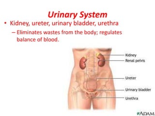 Urinary System
• Kidney, ureter, urinary bladder, urethra
– Eliminates wastes from the body; regulates
balance of blood.
 