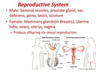 Reproductive System
• Male: Seminal vesicles, prostate gland, vas
deferens, penis, testis, scrotum
• Female: Mammary glands(in Breasts), Uterine
tube, ovary, uterus, vagina
– Produce offspring via sexual reproduction.
 