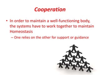 Cooperation
• In order to maintain a well-functioning body,
the systems have to work together to maintain
Homeostasis
– One relies on the other for support or guidance
 