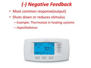 (-) Negative Feedback
• Most common response(output)
• Shuts down or reduces stimulus
– Example: Thermostat in heating systems
– Hypothalamus
 