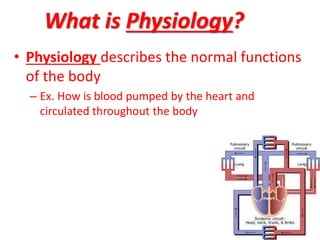 What is Physiology?
• Physiology describes the normal functions
of the body
– Ex. How is blood pumped by the heart and
circulated throughout the body
 