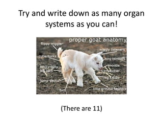 Try and write down as many organ
systems as you can!
(There are 11)
 