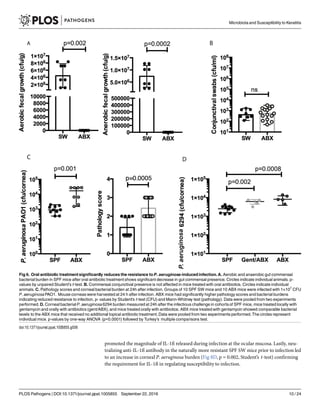 promoted the magnitude of IL-1ß released during infection at the ocular mucosa. Lastly, neu-
tralizing anti-IL-1ß antibody in the naturally more resistant SPF SW mice prior to infection led
to an increase in corneal P. aeruginosa burden (Fig 8D, p = 0.002, Student’s t-test) confirming
the requirement for IL-1ß in regulating susceptibility to infection.
Fig 6. Oral antibiotic treatmentsignificantly reduces the resistance to P. aeruginosa-induced infection. A. Aerobic and anaerobic gut commensal
bacterial burden in SPF mice after oral antibiotic treatmentshows significant decrease in gut commensal presence. Circles indicate individual animals. p-
values by unpaired Student’s t-test. B. Commensal conjunctival presence is not affected in mice treated with oral antibiotics. Circles indicate individual
animals. C. Pathology scores and corneal bacterial burden at 24h after infection. Groups of 10 SPF SW mice and 10 ABX mice were infected with 1×107
CFU
P. aeruginosaPAO1. Mouse corneas were harvested at 24 h after infection. ABX mice had significantly higher pathology scores and bacterial burdens
indicating reduced resistance to infection. p- values by Student’s t-test (CFU) and Mann-Whitney test (pathology). Data were pooled from two experiments
performed. D. Corneal bacterial P. aeruginosa6294 burden measured at 24h after the infectious challenge in cohortsof SPF mice, mice treated locally with
gentamycin and orally with antibiotics (gent/ABX), and mice treated orally with antibiotics. ABX mice treated with gentamycin showed comparable bacterial
levels to the ABX mice that received no additional topical antibiotic treatment.Data were pooled from two experiments performed.The circles represent
individual mice. p-values by one-way ANOVA (p<0.0001) followed by Turkey’s multiple comparisons test.
doi:10.1371/journal.ppat.1005855.g006
Microbiota and Susceptibility to Keratitis
PLOS Pathogens | DOI:10.1371/journal.ppat.1005855 September 22, 2016 10 / 24
 