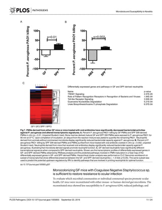 Monocolonizing GF mice with Coagulase Negative Staphylococcus sp.
is sufficient to restore resistance to ocular infection
To evaluate which microbial communities or individual commensal species promote ocular
health, GF mice were reconstituted with either mouse- or human-derived gut microbiota. The
reconstituted mice showed less susceptibility to P. aeruginosa 6294, reduced pathology, and
Fig 7. PMNs derived from either GF mice or mice treated with oral antibiotics have significantly decreased bactericidal activities
against P. aeruginosa and altered transcriptomic signatures. A. Percent P. aeruginosaPAO1 killing by GF PMNs and SPF SW-derived
PMNs in vitro (p = 0.01, Unpaired Student t-test). Bone marrow-derived mature GF and SPF SW PMNs were exposed to P. aeruginosaPAO1 for
90 min at 37°C. Upon completion of incubation, an aliquot from the reaction mixture was plated to quantify the remaining PAO1. Neutrophils
derived from animals without commensal microbiota display significantly reduced bactericidal capacity against P. aeruginosa. B. Percent of P.
aeruginosa PAO1 killing by SPF SW-derived PMNs and PMNs purified from mice treated with oral antibiotic cocktail in vitro (p = 0.002, unpaired
Student t-test). Neutrophils derived from mice that received oral antibiotics display significantly reduced bactericidal capacity against P.
aeruginosa, illustrating that microbiota-derived signals promote neutrophil function. C. GF-derived neutrophils have significantly different
transcriptional signature when compared to SPF-derived neutrophils. Shown are the transcriptomic profiles of differentially expressed genes in
GF- and SPF-derived PMNs obtained by RNAseq analysis and the predicted pathways involved in PMN maturation in a heat map of the
differentially expressed genes in GF- and SPF-derived PMNs. Hierarchical cluster analysis was performed on CLC Genomics workbench on
subset of transcripts that show differential presence between the GF- and SPF-derived neutrophils (! 1.5-fold; p<0.05). The same subset was
used to predict the potential upstream regulators by IPA to identify pathways that are involved in priming neutrophils for optimal function.
doi:10.1371/journal.ppat.1005855.g007
Microbiota and Susceptibility to Keratitis
PLOS Pathogens | DOI:10.1371/journal.ppat.1005855 September 22, 2016 11 / 24
 
