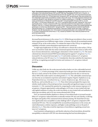 decreased bacterial presence in the cornea (Fig 9A). While the gut microbiota in these reconsti-
tution experiments was of different origin: mouse- or human–derived, all reconstituted animals
retained CNS sp. at the ocular surface. To evaluate the impact of the CNS sp. on regulating sus-
ceptibility to keratitis, monocolonization experiments were carried out.
A single topical application of CNS sp. was sufficient to colonize the ocular surface. CNS sp.
were recovered two weeks after the initial commensal exposure from the cornea as well as from
feces of monocolonized mice, indicating gut colonization in these animals (Fig 9B). The mono-
colonized mice showed restored PMN bactericidalproperties against P. aeruginosa (Fig 9C),
increased IL-1ß conjunctival transcripts (Fig 9D) and similar resistance to P. aeruginosa-
induced infection as the SW mice (Fig 9E). Cumulatively, these data underline the importance
of CNS sp. in regulating neutrophil activation and resistance to P. aeruginosa-induced
keratitis.
Discussion
Unlike any other body site, the ocular mucosal surfaces harbor very few cultivatable bacterial
species [17,21]. A lower percentage of the conjunctival swabs give rise to cultivatable bacteria
that are in stark contrast to the number of recovered bacteria from the skin or oral mucosa
where 100% of the swabs result in microbial growth [28–30]. The cultivatable commensal spe-
cies from the eye are limited in repertoire and include Coagulase Negative Staphylococcus sp.,
Propionibacterium sp., Corynebacterium sp., S. aureus, Streptococcus spp., Micrococcus sp.,
Bacillus sp., and Lactobacillus sp. [12,15–19]. These observations prompted the inquiry into
whether small numbers of bacterial species have measurable and significant impact on ocular
immunity [21]. We examined this question by comparing the ocular immune responses to P.
aeruginosa, a frequent opportunistic ocular pathogen, in GF mice, in mice treated with topi-
cally applied antibiotics to reduce the ocular microbiota, in mice treated with oral antibiotics to
reduce gut microbiota, and in GF mice monocolonized with CNS sp.
First, we examined whether depletion or absence of microbiota leads to increased suscepti-
bility to P. aeruginosa–induced keratitis in naturally resistant SW mice and, thereby, to altering
the degree and quality of the commensal-driven immune priming. We found that GF mice
were significantly more susceptible to ocular challenge with P. aeruginosa compared to SPF-
maintained SW mice. This was exemplified by increased bacterial presence in the cornea, ele-
vated inflammatory cytokine responses, and higher ocular pathology scores at the peak of
infection (Fig 2). These data reveal the importance of microbiota in regulating corneal resis-
tance to P. aeruginosa.
Local treatment with gentamycin, and thereby reduction of local microbiota, elevated the
susceptibility to infection in SPF SW mice demonstrating that local microbiota plays a
Fig 8. Commensal presence promotes IL-1ß release during infection. A. Differential presence of IL-1ß
transcripts in the conjunctival tissues of GF and SPF SW mice. Quantitative RT-PCR for IL-1ß and IL-1α
transcripts were carried out using conjunctival tissues from GF and SPF mice. GF conjunctival tissues have
significantly lower levels of IL-1ß transcripts when compared to SPF-derived tissues. Data were pooled from
two independent experiments and plotted as median values with range. The circles represent individual mice.
p-values by Student’s t-test. Bonferroni correction for multiple comparisons p = 0.025.B. IL-1β protein levels
in the corneal tissues of infected GF and SPF mice with P. aeruginosa6294. Groups of GF (n = 5) and
SPF-SW (n = 5) mice were infected with 1×107
CFU P. aeruginosa 6294 onto eyes. Infected GF mice mount
significantly less IL-1ß when compared to SPF mice. Data were pooled from two experiments. p-values by
Student’s t-test. C. IL-1ß levels measured by ELISA in the corneal tissues of either mice treated topically with
gentamycin or control mice infected with P. aeruginosaPA01. Topical gentamycin treatmentsignificantly
reduced the levels of IL-1ß released during infection. Data were median values with range. p-values by
Student’s t-test. D. Neutralization of IL-1ß increased corneal bacterial burden in the resistant SPF SW mice
(n = 6) when compared to the control mice (n = 6). p-values by Student’s t-test. Data are pooled from two
performed experiments.
doi:10.1371/journal.ppat.1005855.g008
Microbiota and Susceptibility to Keratitis
PLOS Pathogens | DOI:10.1371/journal.ppat.1005855 September 22, 2016 13 / 24
 