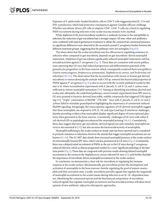 Exposure of S. epidermidis–loaded dendritic cells to CD8+
T cells triggered potent IL-17A and
IFN-γ production, which had protective consequences against Candida albicans challenge.
Whether microbiota-driven γδT cells or adaptive CD8+
, CD4+
T cells are critical in regulating
PMN recruitment during infection in the ocular mucosa remains to be clarified.
While depletion of the local microbiota resulted in a moderate increase in the susceptibility to
infection,the reduction of gut microbiota had a stronger impact. Of note, when oral antibiotics
were combined with topical gentamycin treatment to ablate the conjunctival commensal presence,
no significant differences were observedin the recovered corneal P. aeruginosa burden betweenthe
different treatment groups, suggesting that the pathways were not synergistic (Fig 6D).
The observation that the ocular microbiota was less efficacious in regulating resistance to
infection when compared to gut microbiota, depends on gut microbiota–driven neutrophil
maturation. Depletion of gut microbiota significantly reduced neutrophil maturation and bac-
tericidal activities against P. aeruginosa (Fig 7). These data are consistent with recent publica-
tions reporting that GF mice had reduced proportions and differentiation potential of the
granulocyticprogenitors in the bone marrow which consequently rendered them susceptible to
Listeria monocytogenes, Streptococcus pneumoniae, Staphylococcus aureus, and Escherichia coli
infections [38–41]. The observation that the reconstitution with mouse or human gut derived
microbiota or monocolonizing the animals with CNS sp. restored the bactericidalproperties of
PMNs against P. aeruginosa (Fig 9) is also in accord with the recently published results by Bal-
mer et al. where reconstitution experiments with E. faecalis, E. coli K-12, and S. xylosus were
sufficient to restore neutrophil maturation [38]. Aiming at identifying microbiota-derived mol-
ecules and, ultimately, the underlined pathways, serum transfer experiments from SPF mice to
GF mice pointed to bacteria-derived,heat stable, soluble compounds that triggered TLR signal-
ing [38]. “Triple” colonization of MyD88-/-
/TICAM-/-
mice with E. faecalis, E. coli K-12, and S.
xylosus failed to stimulate granulopoiesis highlighting the importance of commensal-induced
MyD88 signaling. Intriguingly, the transcriptomic signature of GF-derived neutrophils suggest
that these neutrophils can respond to LPS, IL-1ß, and type I and type II interferon challenges,
thereby providing evidence that neutrophils display significant degree of transcriptional plas-
ticity when generated in the bone marrow. Consistently, challenges of GF mice with either E.
coli-derived LPS or peptidoglycan enhanced the neutrophil priming [40,41]. Cumulatively,
these data suggest that tonic gut microbiota–derivedsignals not only stimulate neutrophil sur-
vival as documented in [39], but also increase the bactericidalactivity of neutrophils.
Neutrophil traffickingto the ocularsurfaces at steady state has been reported and is considered
to promote resistance to infections, however the stimuli that triggerneutrophil recruitment are not
known [42–44]. The LC-MS3
data clearly show increased neutrophil presence at the ocularsurfaces
of conventionally housed SPF mice, which was less pronounced in GF mice (Fig 1). Consistently,
there was a delayed initial recruitment of PMNs to the eye in the GF mice during P. aeruginosa–
induced infection,which as disease progressed resulted in a more significant pathology at the later
time points (Fig 2). These data are congruent with previous results showing delayed neutrophil
recruitment to the cornea in the Staphylococcus aureus infected GF mice [45], and furtherelucidate
the importance of microbiota-driven neutrophil recruitment to the ocularsurfaces.
In conclusion, we demonstrate a clear role for microbiota in regulating the immune
response at the ocular surface. Mechanistically, gut microbiota primes the development and
activation of neutrophils in the bone marrow, thereby regulating the pool of mature neutro-
phils and their activation state. Locally, microbiota provides signals that regulate the magnitude
of neutrophil recruitment to the ocular tissues during infection in an IL-1ß –dependent man-
ner. Identifying the commensal species and the biochemical composition of microbiota-
induced signals that regulate neutrophil recruitment and bactericidalactivities will allow devel-
opment of new antibiotic-adjunctive therapeutic approaches.
Microbiota and Susceptibility to Keratitis
PLOS Pathogens | DOI:10.1371/journal.ppat.1005855 September 22, 2016 16 / 24
 