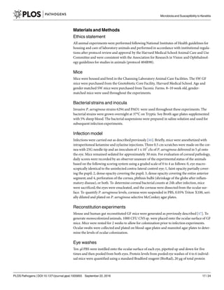 Materials and Methods
Ethics statement
All animal experiments were performed following National Institutes of Health guidelines for
housing and care of laboratory animals and performed in accordance with institutional regula-
tions after protocol review and approval by the Harvard Medical School Animal Care and Use
Committee and were consistent with the Association for Research in Vision and Ophthalmol-
ogy guidelines for studies in animals (protocol 404R98).
Mice
Mice were housed and bred in the Channing Laboratory Animal Care Facilities. The SW GF
mice were purchased from the Gnotobiotic Core Facility, Harvard Medical School. Age and
gender matched SW mice were purchased from Taconic Farms. 8–10 week old, gender-
matched mice were used throughout the experiments.
Bacterial strains and inocula
Invasive P. aeruginosa strains 6294 and PAO1 were used throughout these experiments. The
bacterial strains were grown overnight at 37°C on Tryptic Soy Broth agar plates supplemented
with 5% sheep blood. The bacterial suspensions were prepared in saline solution and used for
subsequent infection experiments.
Infection model
Infections were carried out as describedpreviously [46]. Briefly, mice were anesthetized with
intraperitoneal ketamine and xylazine injections. Three 0.5 cm scratches were made on the cor-
nea with 25G needle tip and an inoculum of 1 x 107
cfu of P. aeruginosa delivered in 5 μl onto
the eye. Mice remained sedated for approximately 30 min. For evaluation of corneal pathology,
daily scores were recorded by an observer unaware of the experimental status of the animals
based on the following scoring system using a graded scale of 0 to 4 as follows: 0, eye macro-
scopically identical to the uninfected contra-lateral control eye; 1, faint opacity partially cover-
ing the pupil; 2, dense opacity covering the pupil; 3, dense opacity covering the entire anterior
segment; and 4, perforation of the cornea, phthisis bulbi (shrinkage of the globe after inflam-
matory disease), or both. To determine corneal bacterial counts at 24h after infection, mice
were sacrificed,the eyes were enucleated, and the corneas were dissected from the ocular sur-
face. To quantify P. aeruginosa levels, corneas were suspended in PBS, 0.05% Triton X100, seri-
ally diluted and plated on P. aeruginosa selective McConkey agar plates.
Reconstitution experiments
Mouse and human gut reconstituted GF mice were generated as previously described[47]. To
generate monocolonized animals, 1000 CFU CNS sp. were placed onto the ocular surface of GF
mice. Mice were rested for 2 weeks to allow for colonization prior to infection experiments.
Ocular swabs were collected and plated on blood-agar plates and mannitol agar plates to deter-
mine the levels of ocular colonization.
Eye washes
Ten μl PBS were instilled onto the ocular surface of each eye, pipetted up and down for five
times and then pooled from both eyes. Protein levels from pooled eye washes of 4 to 6 individ-
ual mice were quantified using a standard Bradford reagent (BioRad), 20 μg of total protein
Microbiota and Susceptibility to Keratitis
PLOS Pathogens | DOI:10.1371/journal.ppat.1005855 September 22, 2016 17 / 24
 