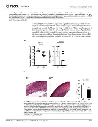 of infected GF SW mice exhibited a significantly higher bacterial burden (p = 0.01, Student’s t-
test) than conventionally maintained control animals (Fig 2A). This correlated with increased
histopathology scores in the GF mice (Fig 2B, p = 0.0004, Mann-Whitney test). Comparison of
the inflammatory profiles of infected GF and SPF SW mice is shown in Fig 3. A panel of cyto-
kines, TNF-α, KC, IL-6, IL-12p40, IFN-γ, and IL-10 were quantified at the protein level in
infected corneas harvested from the individual animals. Corneal homogenates of infected GF
mice contained significantly higher levels of IL-6 (p = 0.0001), IL-12 p40 (p<0.0001), and KC
surface. Significant differences were detected in the levels of nuclear cytosolic protein 1 (Ncf1) and 2 (Ncf 2), myeloid bactenecin (ngp), neutrophil
galatinase associated lipocalin (Lcn2), and chitinase-3-like protein 1. Ocular surface washes were pooled from GF (n = 5) and SPF mice (n = 5). Two-
three biological replicates were analyzed per experiment. Five μg total protein were digested with trypsin,peptides were labeled, multiplexed with TMT,
and quantified using LC-MS3
. p-values were calculated using Benjamini-Hochberg FDR correction.
doi:10.1371/journal.ppat.1005855.g001
Fig 2. GF mice are more susceptible to ocular P. aeruginosa–induced keratitis compared to SPF mice. A. P.
aeruginosa 6294 CFU/cornea (left) and pathology scores (right)24 h following infection. Groups of GF (n = 11) and SPF SW
(n = 14) mice were infected with 1×107
CFU P. aeruginosaper eye. Data were pooled from two independent experiments
performed under comparable conditions. p-values were generated using Student’s t-test. B. Hematoxylin-eosin staining of
sections derived from GF and SPF SW mice. Images are taken at 10x magnification to illustrate pathological alterations
during infection. Data are representative images taken from the infected eyes of GF mice (n = 4) and SPF (n = 4) mice. The
quantification of histopathological changes confirmed increased pathology in GF corneas when compared to SPF. p-values
by Mann-Whitney test.
doi:10.1371/journal.ppat.1005855.g002
Microbiota and Susceptibility to Keratitis
PLOS Pathogens | DOI:10.1371/journal.ppat.1005855 September 22, 2016 5 / 24
 