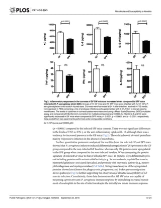 (p = 0.0001) compared to the infected SPF mice corneas. There were no significant differences
in the levels of TNF-α, IFN-γ, or the anti-inflammatory cytokine IL-10, although there was a
tendency for increased presence in the GF mice (Fig 3). These data showed elevated proinflam-
matory responses to infection in the absence of microbiota.
Further, quantitative proteomic analysis of the tear film from the infected GF and SPF mice
showed that P. aeruginosa infection induced differential upregulation of 293 proteins in the GF
group compared to the non-infected GF baseline, whereas only 106 proteins were upregulated
in the SPF group when compared to the non-infected baseline. When comparing the protein
signature of infected GF mice to that of infected SPF mice, 24 proteins were differentially pres-
ent including proteins with antimicrobial activity (e.g., lactotransferrin, myeloid bactenecin,
neutrophil gelatinase-associated lipocalin), and proteins with enzymatic activity (e.g., neutro-
phil collagenase and myeloperoxidase) (S4 Table). String-based analysis of the upregulated
proteins showed enrichment for phagocytosis, phagosome, and leukocyte transmigration
KEGG pathways (Fig 4), further supporting the observation of elevated susceptibility of GF
mice to infection. Cumulatively, these data demonstrate that GF SW mice are capable of
mounting a protective anti-P. aeruginosa immune response by stimulating increased recruit-
ment of neutrophils to the site of infection despite the initially low innate immune response.
Fig 3. Inflammatory responses in the corneas of GF SW mice are increased when compared to SPF mice
infected with P. aeruginosa strain 6294. Groups of 14 GF mice and 14 SPF mice were infected with 1×107
CFU P.
aeruginosa placed onto scratch-injured eyes. Corneas were harvested at 24 h after infection, washed in F12 media,
homogenized in PBS containing a mix of protease inhibitors and supplemented with 0.5% Triton to disrupt plasma
membranes. The levels of cytokines in corneal lysates were measured using a Meso Scale Discovery (MSD) multiplex
assay and compared with Bonferroni’s correction for multiple comparisons (p<0.008). IL-12p40, IL-6 and KC were
significantly increased in GF mice when compared to SPF mice p = 0.0001, p = 0.0001, and p = 0.0001, respectively.
Data pooled from two experiments performed under comparable conditions.
doi:10.1371/journal.ppat.1005855.g003
Microbiota and Susceptibility to Keratitis
PLOS Pathogens | DOI:10.1371/journal.ppat.1005855 September 22, 2016 6 / 24
 