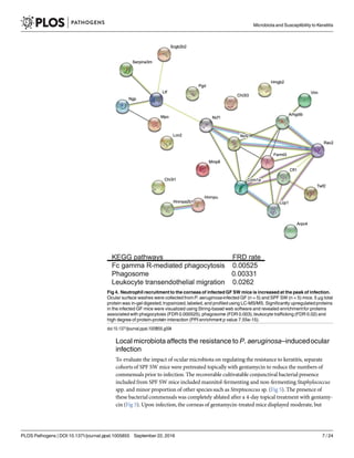 Local microbiota affects the resistance to P. aeruginosa–inducedocular
infection
To evaluate the impact of ocular microbiota on regulating the resistance to keratitis, separate
cohorts of SPF SW mice were pretreated topically with gentamycin to reduce the numbers of
commensals prior to infection. The recoverable cultivatable conjunctival bacterial presence
included from SPF SW mice included mannitol-fermenting and non-fermenting Staphylococcus
spp. and minor proportion of other species such as Streptococcus sp. (Fig 5). The presence of
these bacterial commensals was completely ablated after a 4-day topical treatment with gentamy-
cin (Fig 5). Upon infection, the corneas of gentamycin-treated mice displayed moderate, but
Fig 4. Neutrophil recruitmentto the corneas of infected GF SW mice is increased at the peak of infection.
Ocular surface washes were collected from P. aeruginosa-infected GF (n = 5) and SPF SW (n = 5) mice. 5 μg total
protein was in-gel digested, trypsinized,labeled, and profiled using LC-MS/MS. Significantly upregulated proteins
in the infected GF mice were visualized using String-based web software and revealed enrichmentfor proteins
associated with phagocytosis (FDR 0.000525), phagosome (FDR 0.003), leukocyte trafficking (FDR 0.02) and
high degree of protein-protein interaction (PPI enrichment p value 7.55e-15).
doi:10.1371/journal.ppat.1005855.g004
Microbiota and Susceptibility to Keratitis
PLOS Pathogens | DOI:10.1371/journal.ppat.1005855 September 22, 2016 7 / 24
 