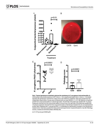 Fig 5. Topical gentamycin treatment reduces the resistance to P. aeruginosa-inducedkeratitis.A.
Commensal conjunctival presence in SPF mice (n = 10) is significantly higher than in mice (n = 10) treated
topically with gentamycin ointment for 3 days prior to the infectious challenge. Data were pooled from two
independent experiments. Groups were compared with one-way ANOVA, p = 0.01. B. Detection of bacterial
growth from conjunctival swabs on a blood agar plate. The left side of the plate was seeded with 10 μl/spot
suspension derived from the conjunctival swabs of control mice, the right side of the plate was seeded with
10 μl/spot suspension derived from the conjunctival swabs of Gentamycin-treated mice. C. Corneal bacterial
burden after challenge with P. aeruginosaPAO1 is moderately but significantly increased in the Gentamycin–
treated cohort.Data were pooled from three performed experiments. Unpaired Student’s t-test. D. Pathology
scores. p-values are derived by Mann-Whitney test.
doi:10.1371/journal.ppat.1005855.g005
Microbiota and Susceptibility to Keratitis
PLOS Pathogens | DOI:10.1371/journal.ppat.1005855 September 22, 2016 8 / 24
 