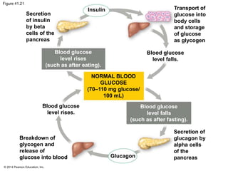 © 2014 Pearson Education, Inc.
Figure 41.21
Secretion
of insulin
by beta
cells of the
pancreas
Transport of
glucose into
body cells
and storage
of glucose
as glycogen
Secretion of
glucagon by
alpha cells
of the
pancreas
Breakdown of
glycogen and
release of
glucose into blood
Blood glucose
level rises.
Blood glucose
level falls.
Insulin
Glucagon
Blood glucose
level rises
(such as after eating).
Blood glucose
level falls
(such as after fasting).
NORMAL BLOOD
GLUCOSE
(70–110 mg glucose/
100 mL)
 