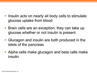 © 2014 Pearson Education, Inc.
 Insulin acts on nearly all body cells to stimulate
glucose uptake from blood
 Brain cells are an exception; they can take up
glucose whether or not insulin is present
 Glucagon and insulin are both produced in the
islets of the pancreas
 Alpha cells make glucagon and beta cells make
insulin
 