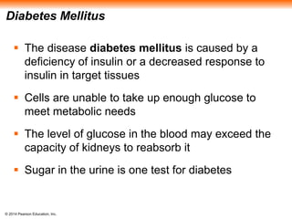 © 2014 Pearson Education, Inc.
Diabetes Mellitus
 The disease diabetes mellitus is caused by a
deficiency of insulin or a decreased response to
insulin in target tissues
 Cells are unable to take up enough glucose to
meet metabolic needs
 The level of glucose in the blood may exceed the
capacity of kidneys to reabsorb it
 Sugar in the urine is one test for diabetes
 
