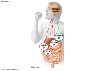 © 2014 Pearson Education, Inc.
Figure 41.22
Satiety
center
Ghrelin
Insulin
Leptin
PYY
 