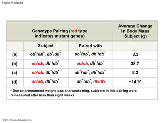 © 2014 Pearson Education, Inc.
Figure 41.UN02a
Genotype Pairing (red type
indicates mutant genes)
Average Change
in Body Mass
Subject (g)
Subject Paired with
(a)
(b)
(c)
(d)
ob
+
/ob
+
, db
+
/db
+
ob
+
/ob
+
, db
+
/db
+
ob/ob, db
+
/db
+
ob/ob, db
+
/db
+
ob
+
/ob
+
, db
+
/db
+
ob
+
/ob
+
, db/db
ob/ob, db
+
/db
+
ob/ob, db
+
/db
+
8.3
38.7
8.2
−14.9*
* Due to pronounced weight loss and weakening, subjects in this pairing were
remeasured after less than eight weeks.
 