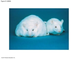 © 2014 Pearson Education, Inc.
Figure 41.UN02b
 