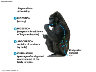 © 2014 Pearson Education, Inc.
Figure 41.UN03
Stages of food
processing
Undigested
material
INGESTION
(eating)
DIGESTION
(enzymatic breakdown
of large molecules)
ABSORPTION
(uptake of nutrients
by cells)
ELIMINATION
(passage of undigested
materials out of the
body in feces)
1
2
3
4
 