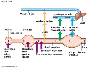 © 2014 Pearson Education, Inc.
Figure 41.UN04
Veins to heart
Lymphatic system
Hepatic portal vein
Liver
Mouth
Esophagus
Stomach
Lipids
Absorbed food
(except lipids)
Absorbed
water
Secretions
from
salivary
glands
Secretions
from
gastric
glands
Small intestine
Secretions from liver
Secretions from pancreas
Large
intestine
Anus
Rectum
 
