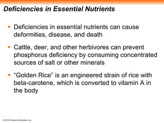 © 2014 Pearson Education, Inc.
Deficiencies in Essential Nutrients
 Deficiencies in essential nutrients can cause
deformities, disease, and death
 Cattle, deer, and other herbivores can prevent
phosphorus deficiency by consuming concentrated
sources of salt or other minerals
 “Golden Rice” is an engineered strain of rice with
beta-carotene, which is converted to vitamin A in
the body
 